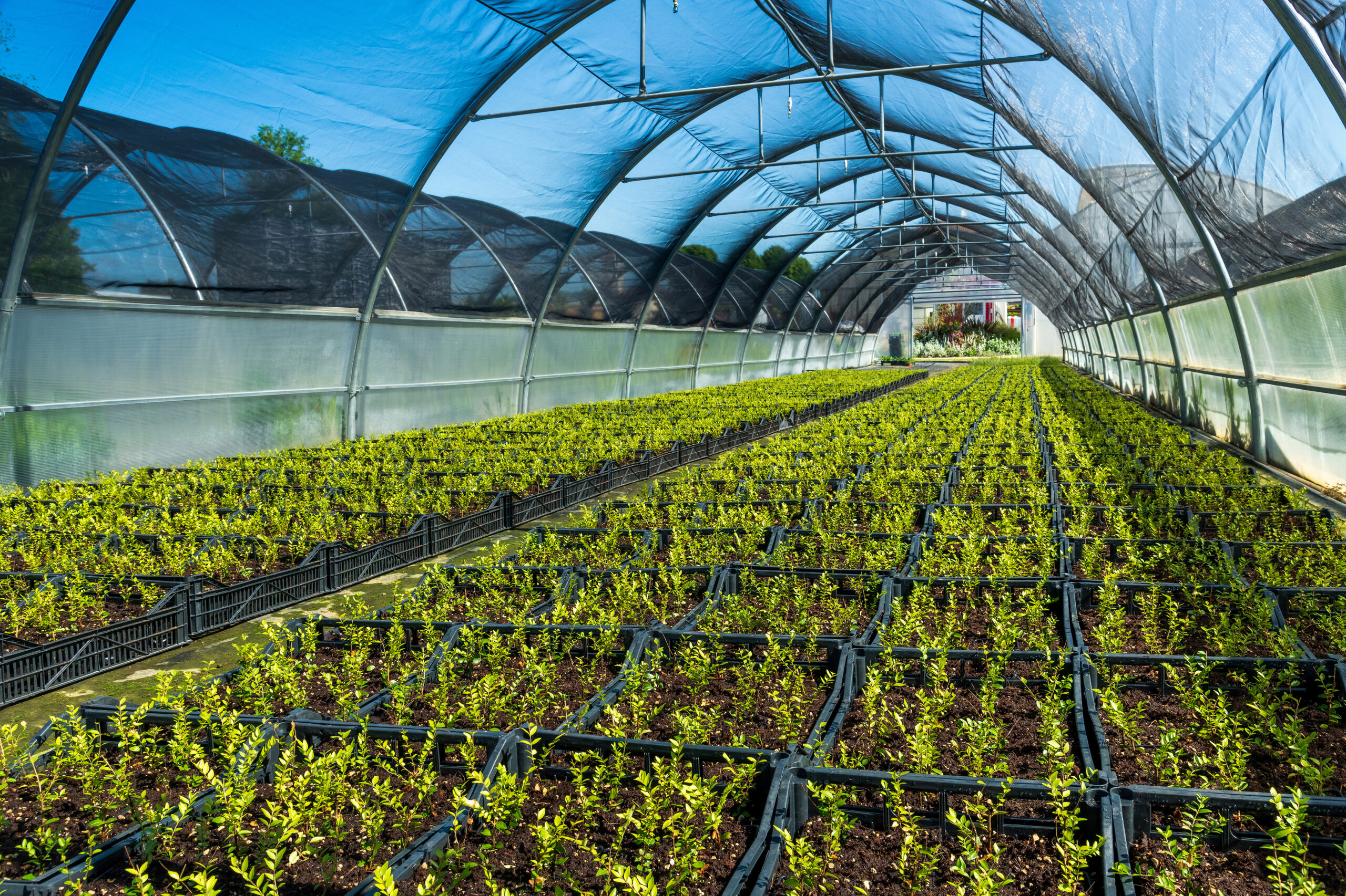 rows of young plants growing in greenhouse utc